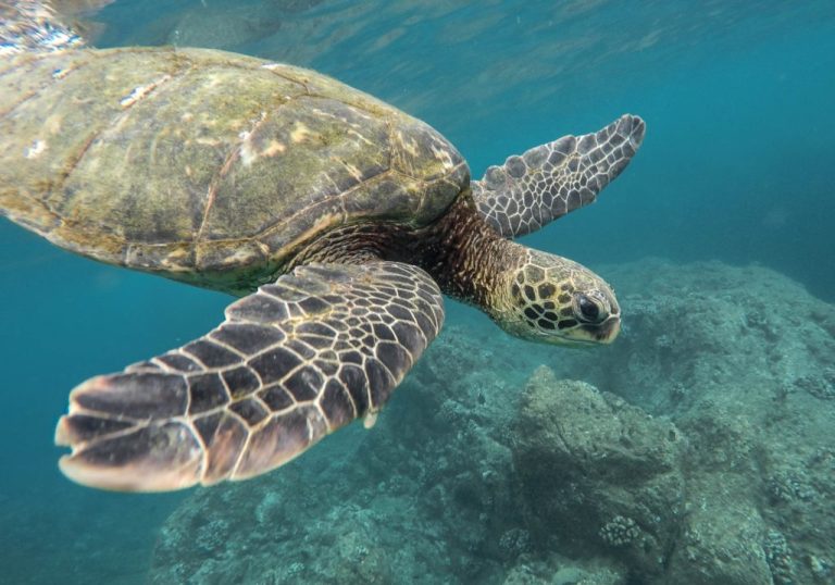 12 of the best places to travel for wildlife around the world